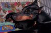 Dobermann Dobermann