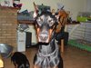 Dobermann Dobermann