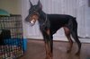 Dobermann Dobermann