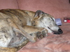 Galgo Español Galgo Español