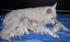 Berger Blanc Suisse Berger Blanc Suisse