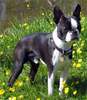 Boston Terrier Boston Terrier