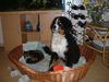 Berner Sennenhond