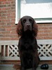 Duitse Staande Hond, Langhaar
