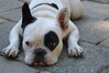 Franse Bulldog Franse Bulldog