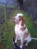 Bracco Italiano Bracco Italiano