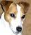 Jack Russell Terrier