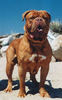 Bordeauxdog Bordeauxdog
