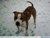 American Staffordshire Terrier