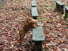 Engelse Cocker Spaniel Engelse Cocker Spaniel