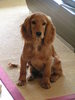 Engelse Cocker Spaniel Engelse Cocker Spaniel