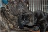 Franse Bulldog Franse Bulldog