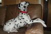 Dalmatische hond Dalmatische hond