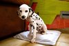 Dalmatische hond Dalmatische hond