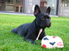 Franse Bulldog Franse Bulldog