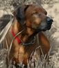 Rhodesian Ridgeback Rhodesian Ridgeback