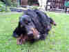 Gordon Setter Gordon Setter