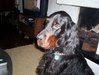 Gordon Setter Gordon Setter