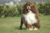Portugese Waterhond