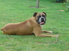 Boxer