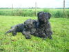 Bouvier