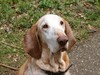 Bracco Italiano Bracco Italiano
