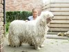 Komondor Komondor