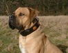 Boerboel