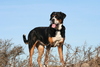 Grote Zwitserse Sennenhond Grote Zwitserse Sennenhond