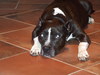 American Staffordshire Terrier