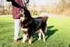 Tibetaanse Mastiff Tibetaanse Mastiff