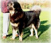 Tibetaanse Mastiff Tibetaanse Mastiff