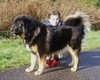 Tibetaanse Mastiff Tibetaanse Mastiff