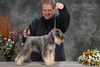 Schnauzer
