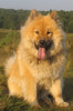Eurasier Eurasier