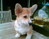Welsh Corgi Pembroke Welsh Corgi Pembroke