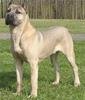 Cane Corso Italiano Cane Corso Italiano