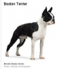 Boston Terrier Boston Terrier