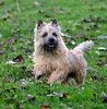Cairn Terrier Cairn Terrier