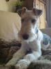 Foxterrier, draadhaar Foxterrier, draadhaar