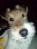 Foxterrier, draadhaar Foxterrier, draadhaar