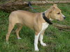 American Staffordshire Terrier