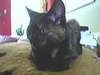 Oud Duitse Herdershond