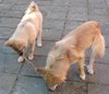 IJslandse Hond IJslandse Hond