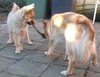 IJslandse Hond IJslandse Hond