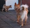 IJslandse Hond IJslandse Hond