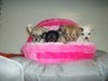 Chihuahua Chihuahua