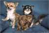 Chihuahua Chihuahua