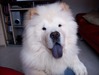 Chow chow Chow chow