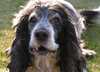 Engelse Cocker Spaniel Engelse Cocker Spaniel